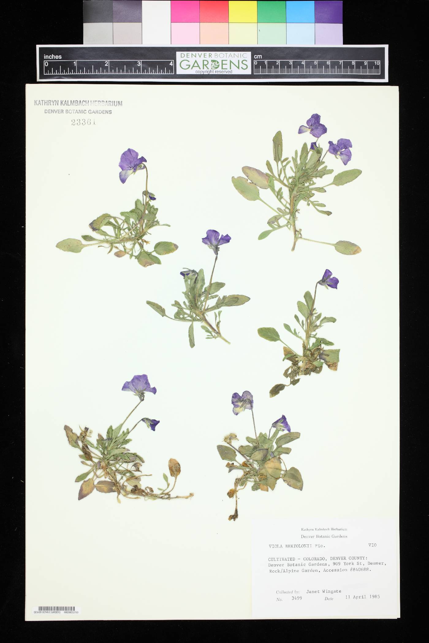 Viola bertolonii image