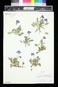 Viola bertolonii image