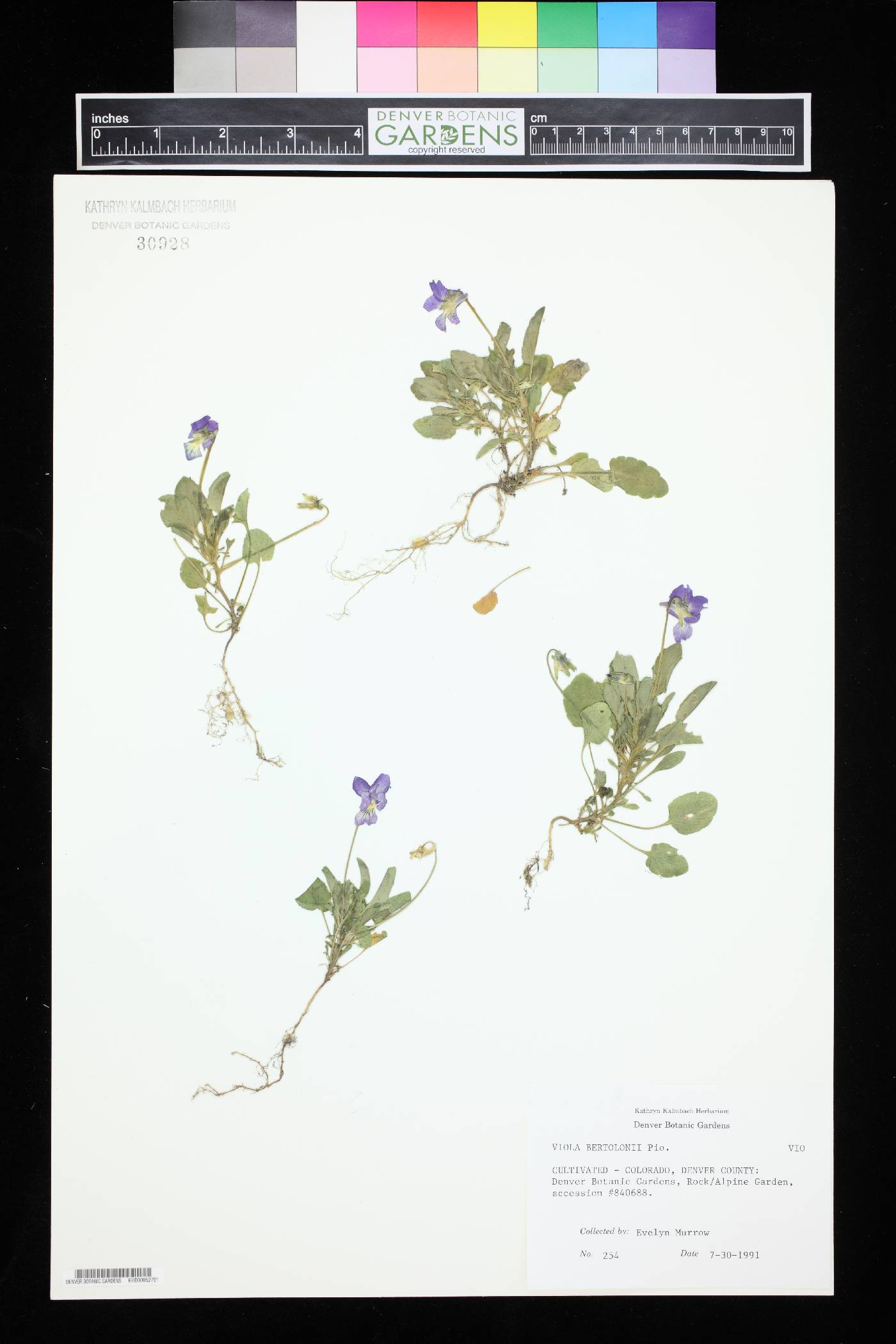 Viola bertolonii image