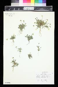 Viola aetolica image
