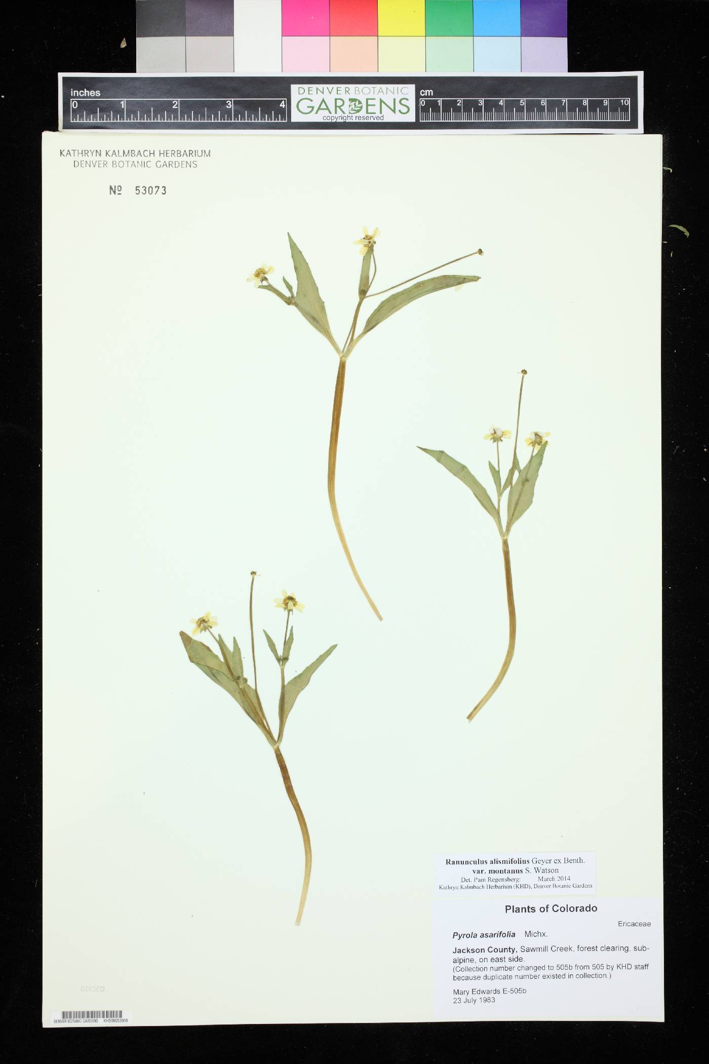 Ranunculus alismifolius var. montanus image