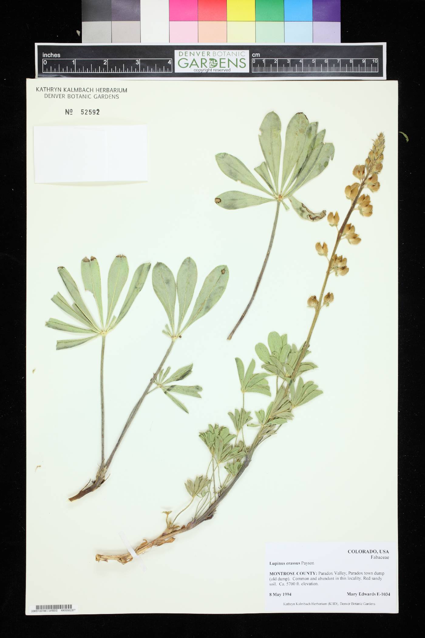 Lupinus crassus image