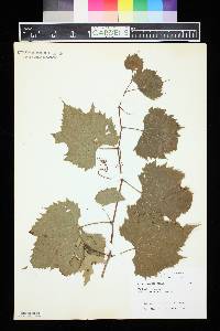 Vitis riparia image