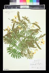 Bulnesia arborea image