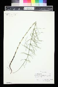 Equisetum palustre image