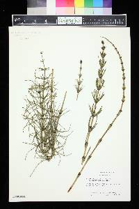 Equisetum × litorale image