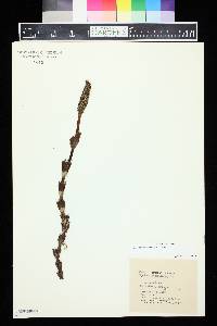 Equisetum telmateia image