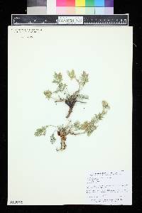 Potentilla bipinnatifida image