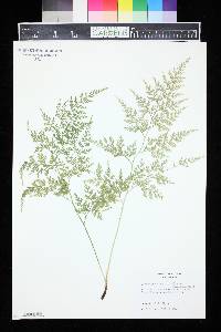 Onychium japonicum image