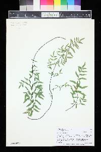 Pellaea glabella subsp. simplex image