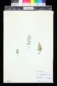 Pellaea glabella subsp. simplex image