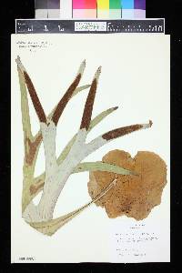 Platycerium bifurcatum image