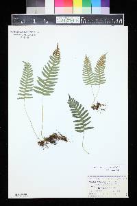 Polypodium appalachianum image