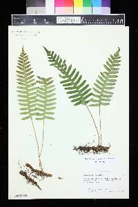 Polypodium appalachianum image