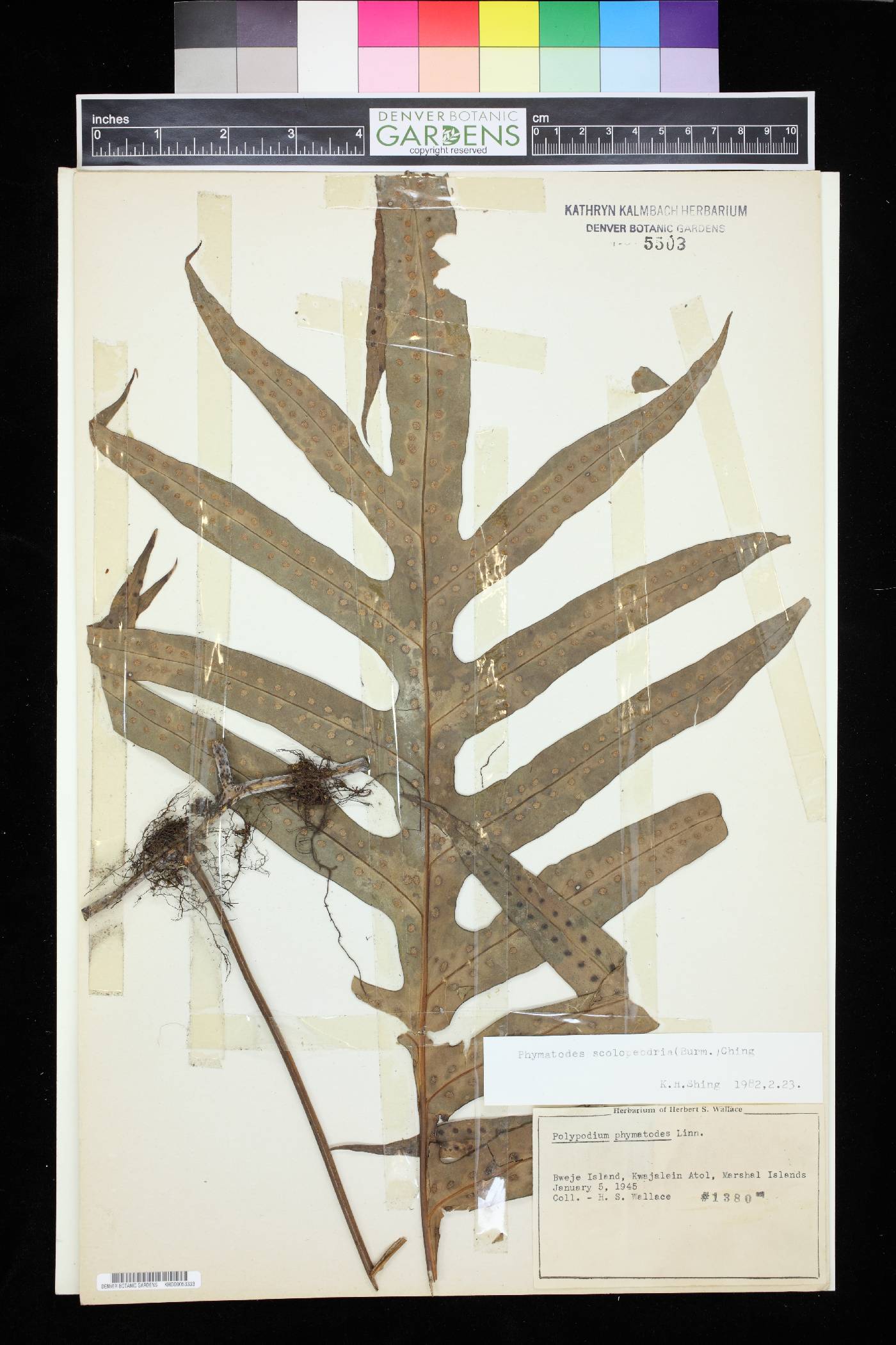 Phymatodes scolopendria image