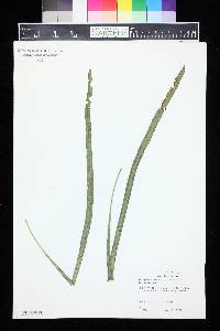 Campyloneurum angustifolium image