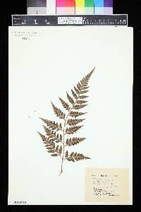 Polystichum adiantiforme image