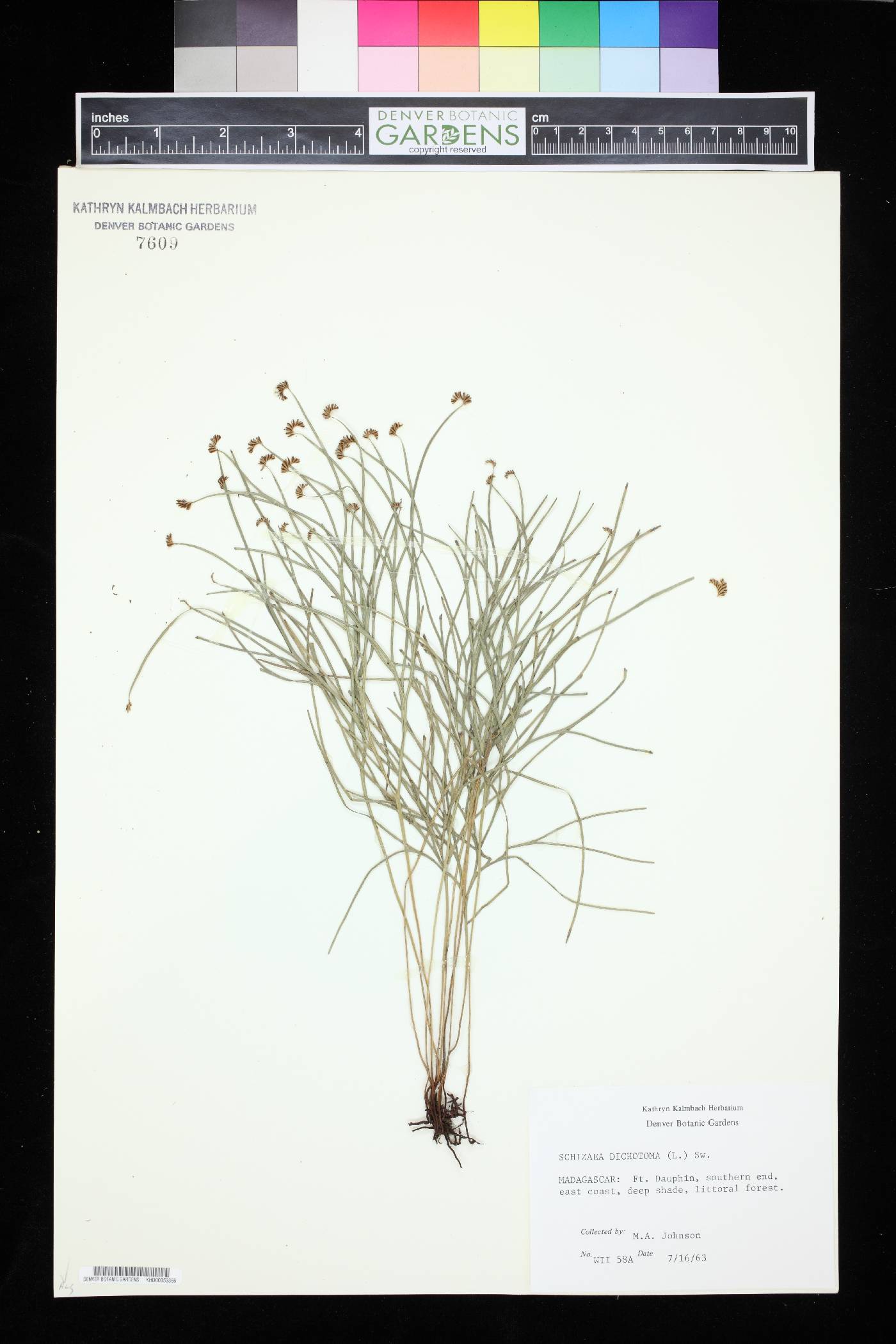 Schizaea dichotoma image