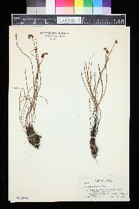 Schizaea robusta image