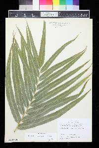 Stenochlaena tenuifolia image