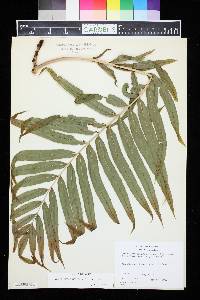 Image of Stenochlaena tenuifolia