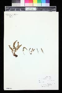 Woodsia ilvensis image