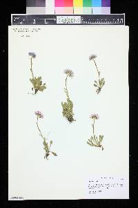 Erigeron simplex image