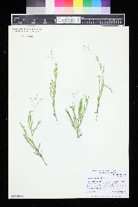 Stellaria longifolia image