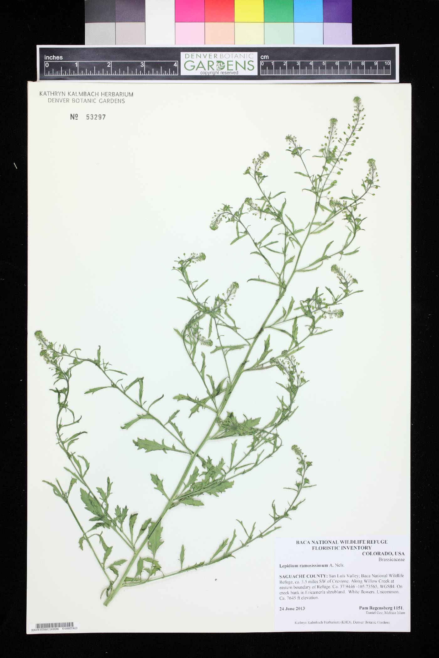 Lepidium ramosissimum image