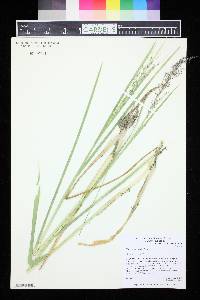 Glyceria grandis image