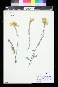 Solidago nana image