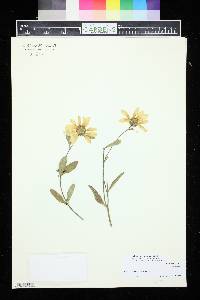 Helianthus pumilus image