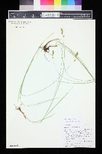 Carex occidentalis image