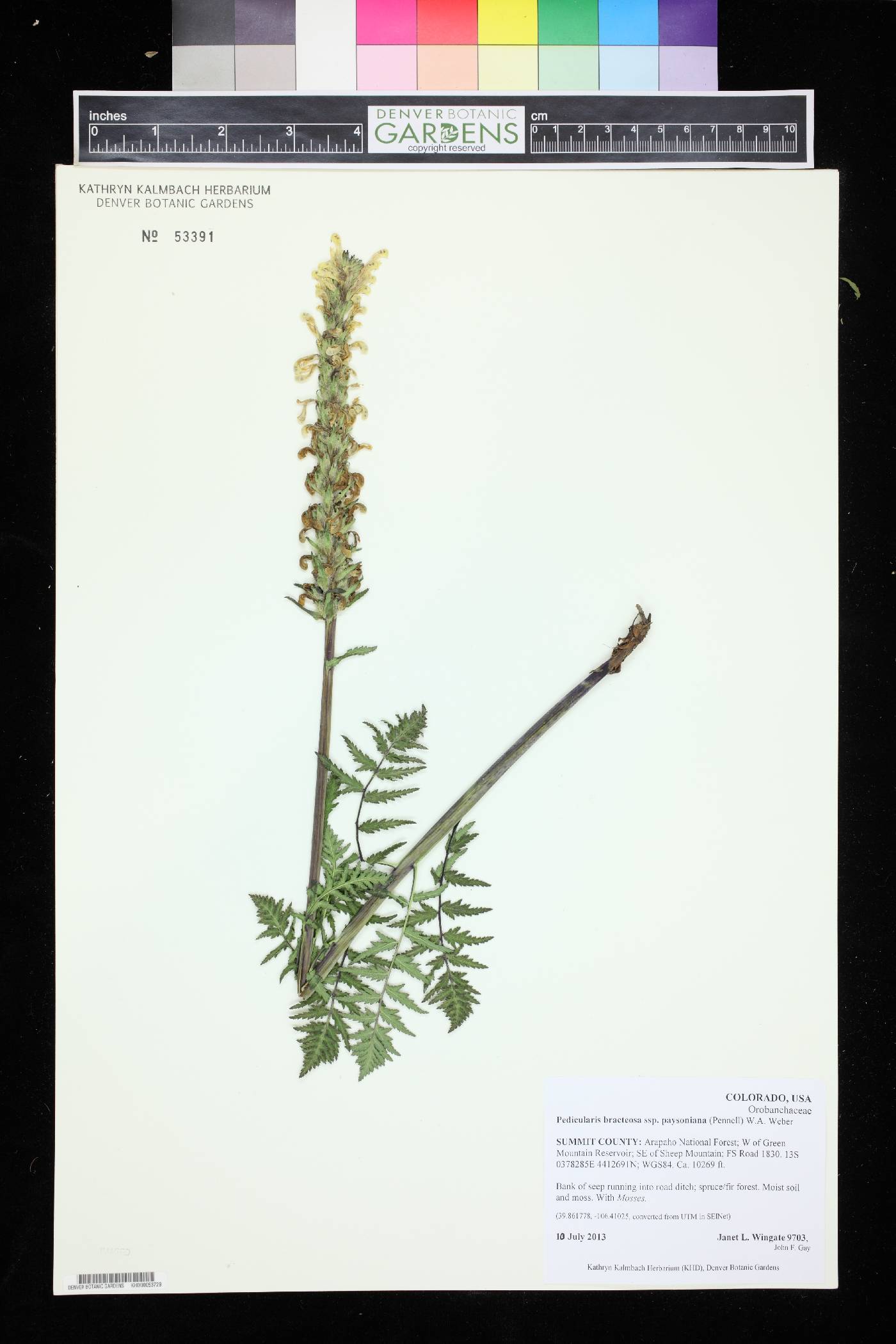 Pedicularis bracteosa var. paysoniana image