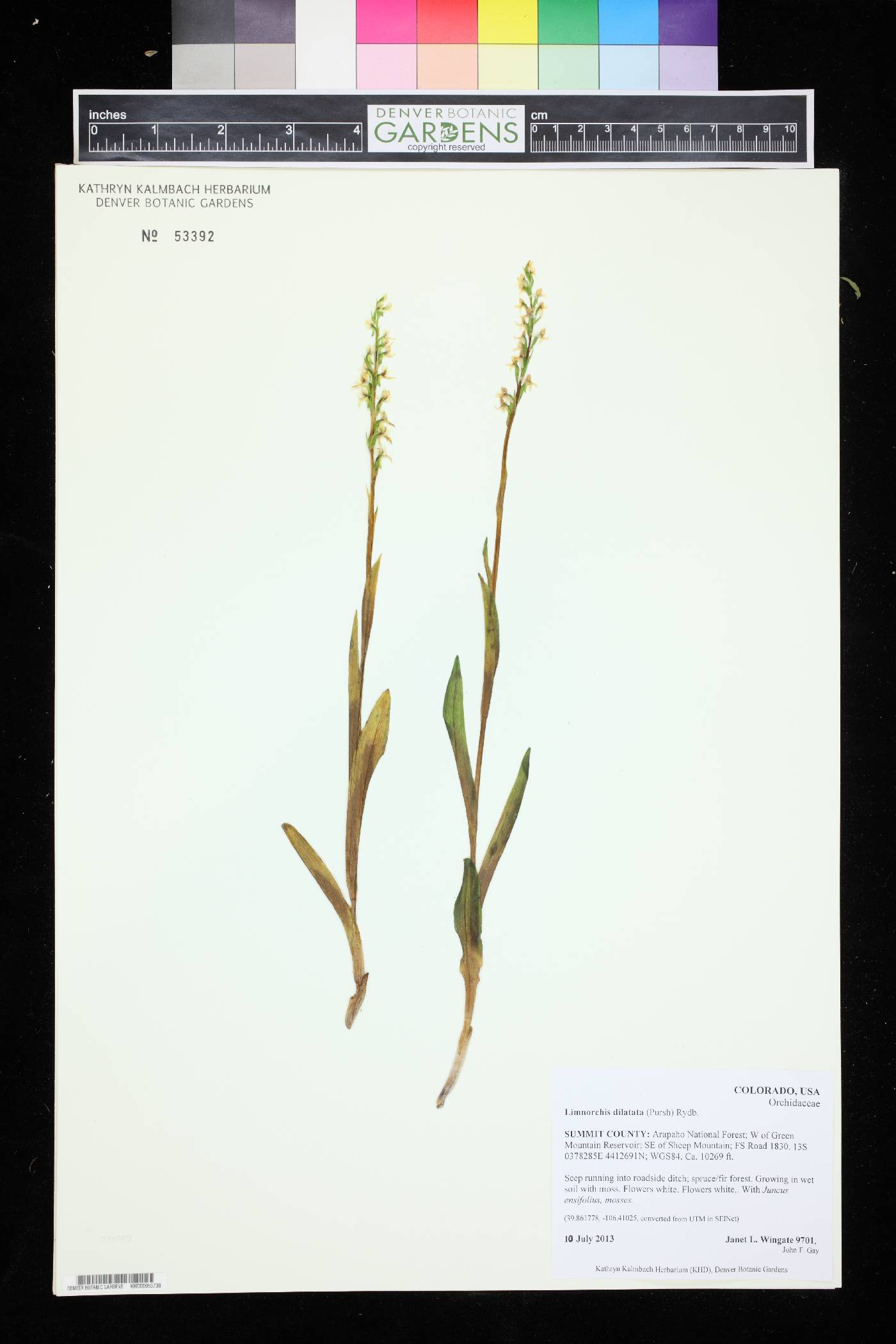 Limnorchis dilatata image