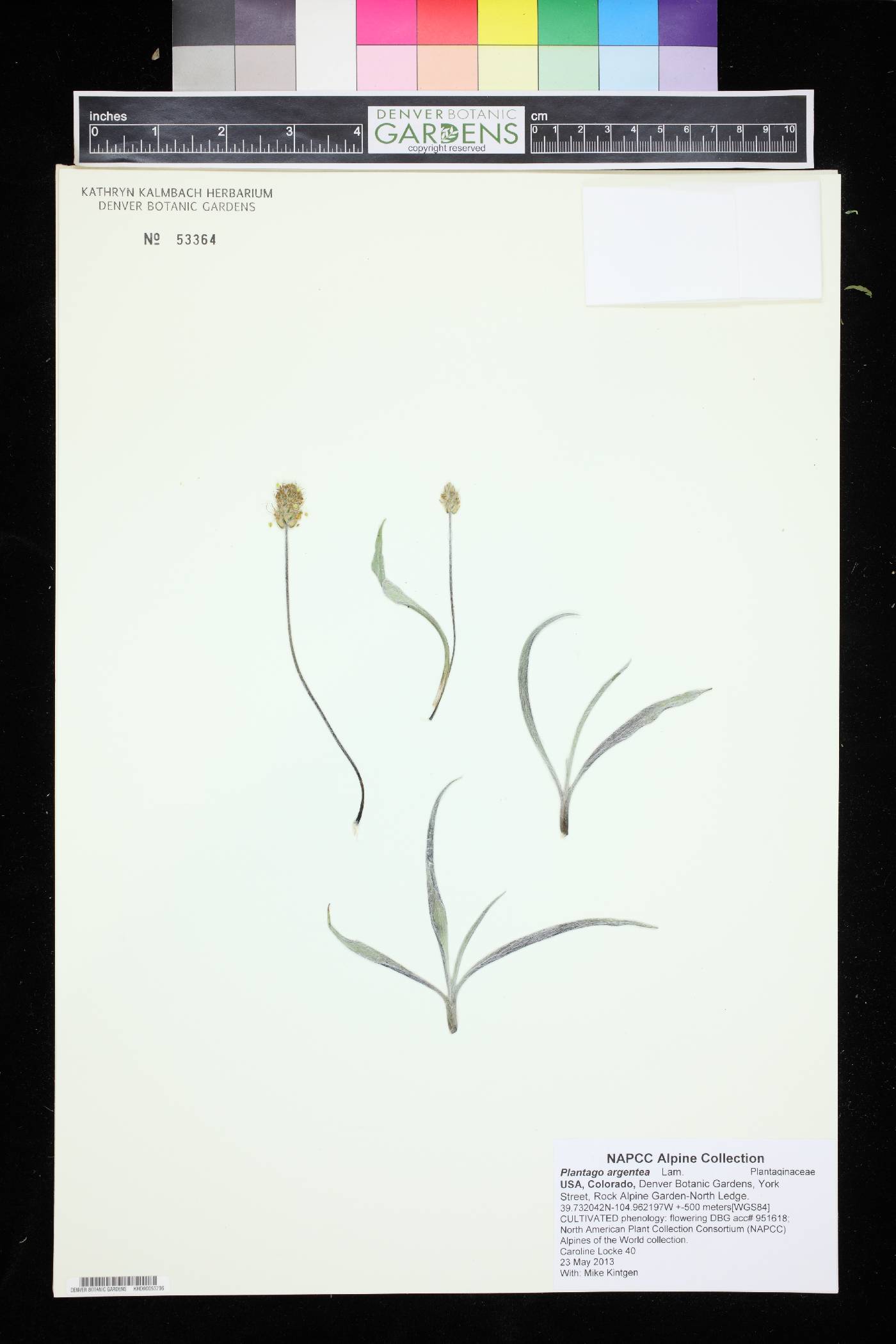 Plantago argentea image