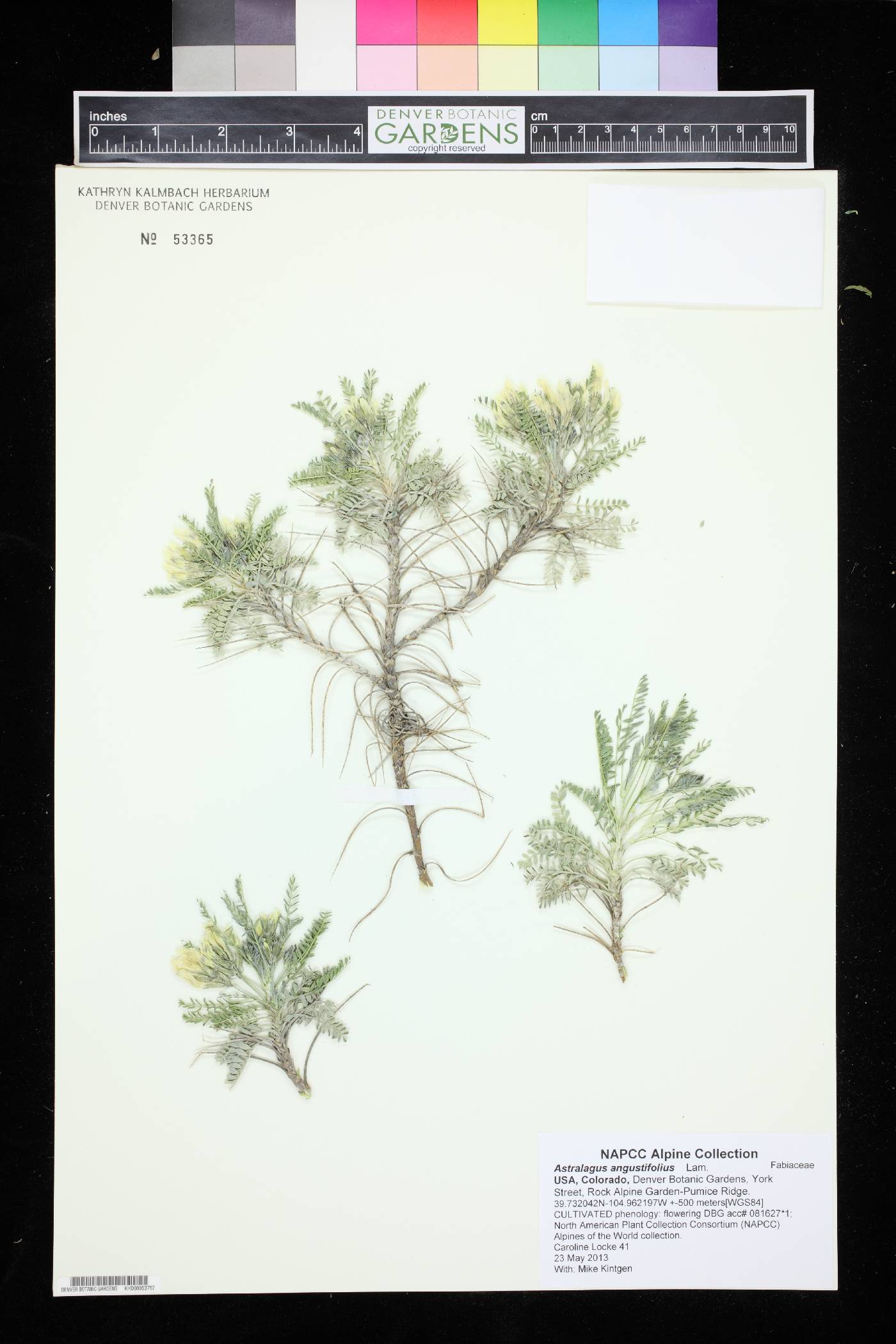 Astragalus angustifolius image