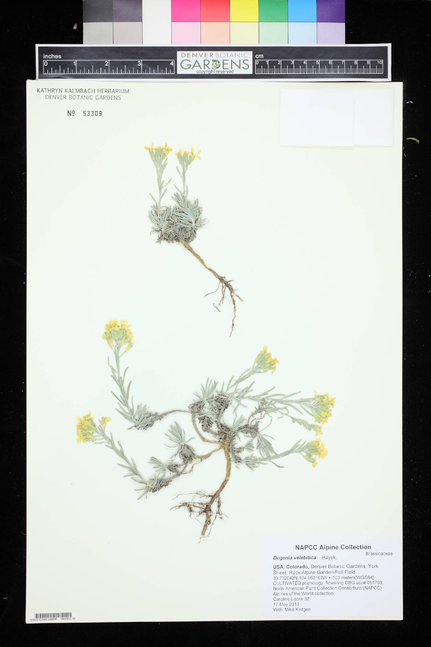 Degenia velebitica image