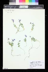 Aubrieta gracilis image