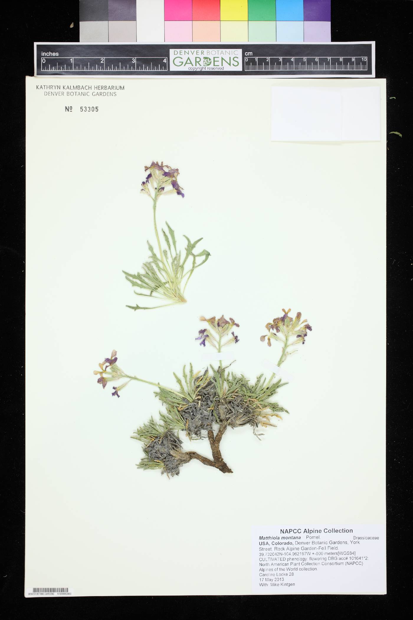 Matthiola montana image