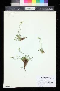 Saxifraga biflora image