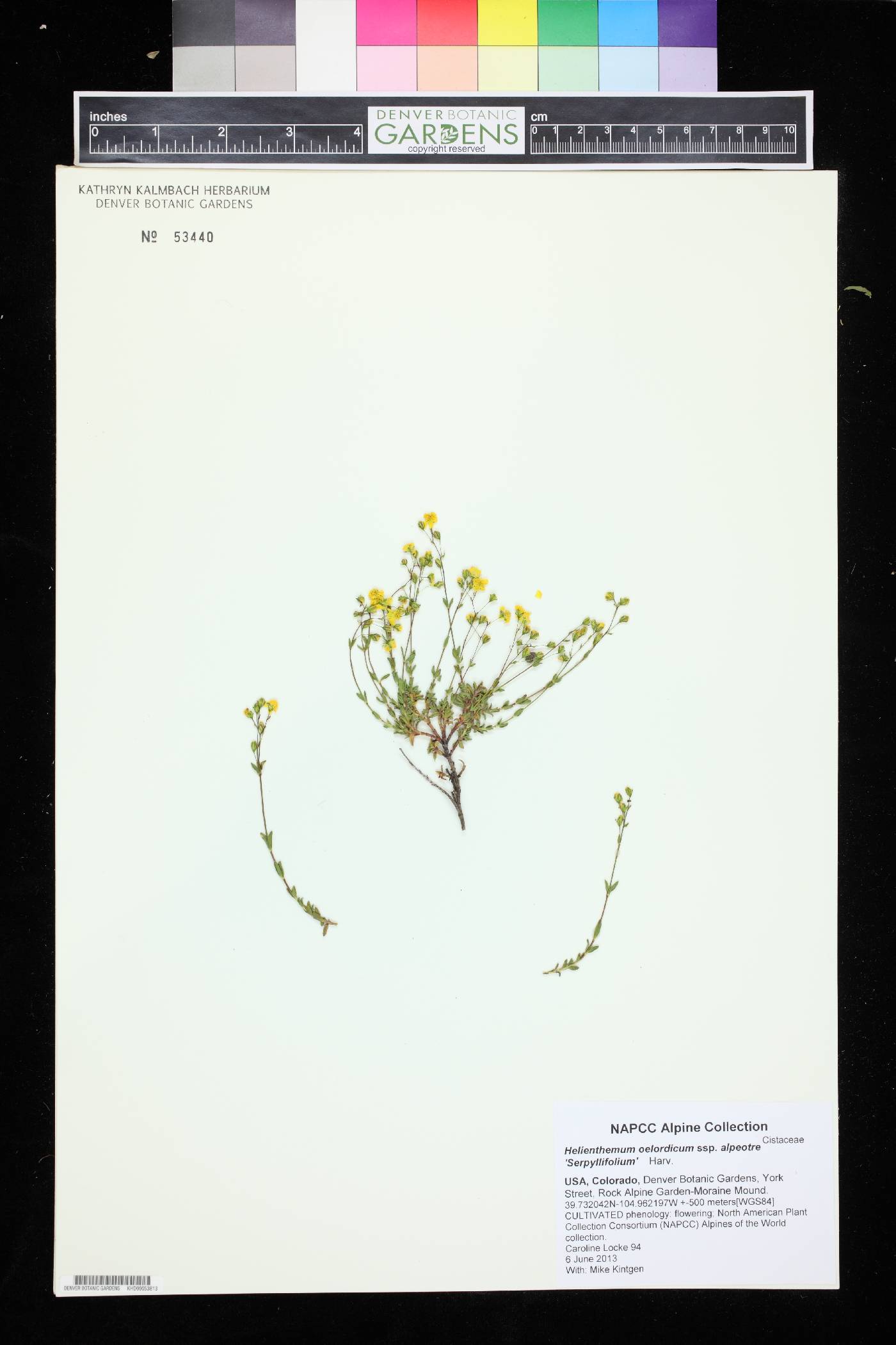 Helianthemum alpestre image