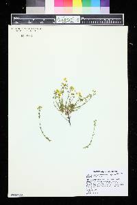 Image of Helianthemum alpestre