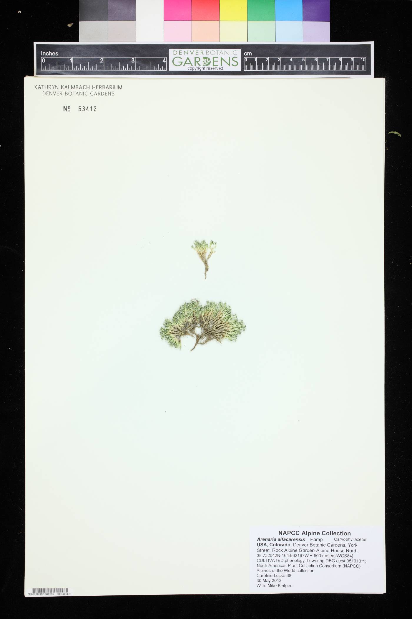 Arenaria alfacarensis image