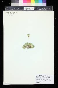 Image of Arenaria alfacarensis