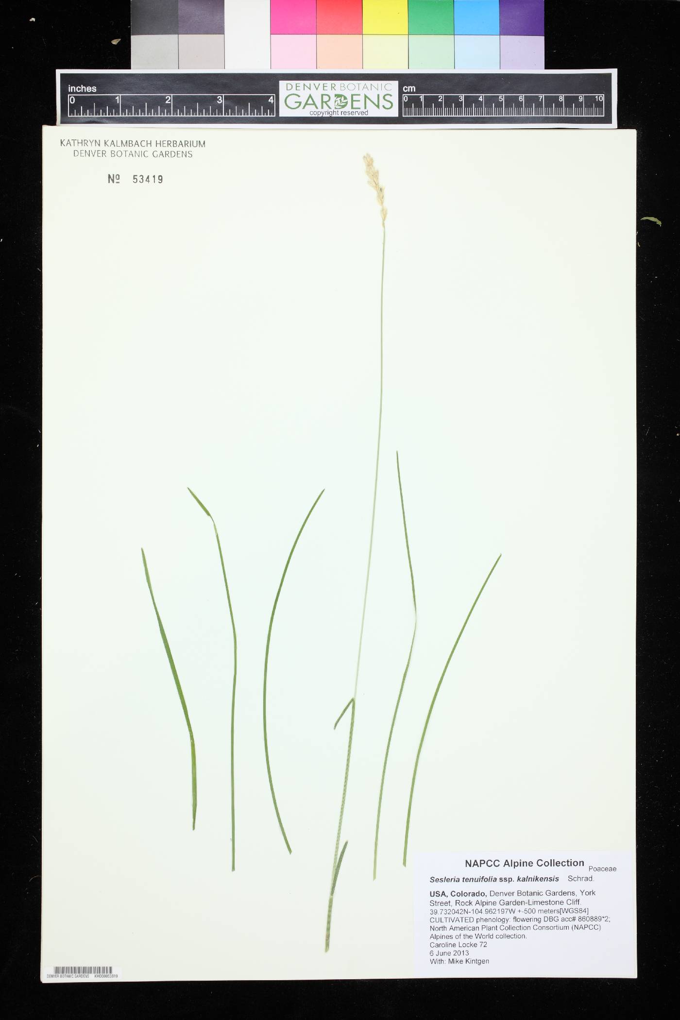 Sesleria tenuifolia image