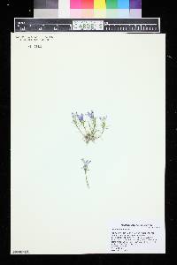 Image of Edraianthus pumilio