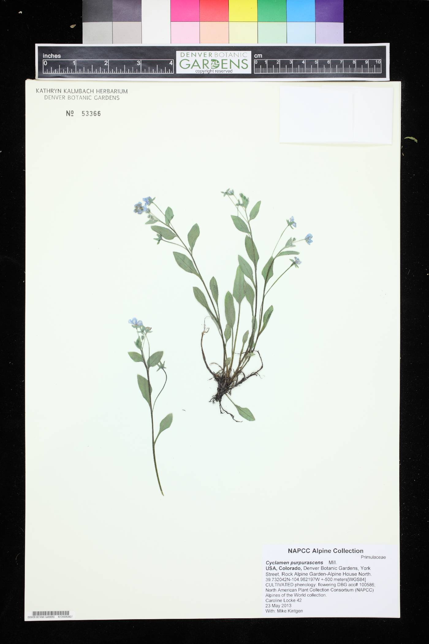 Cyclamen purpurascens image