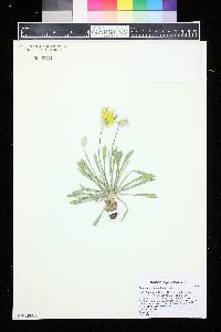 Image of Catananche caespitosa