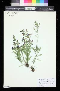 Penstemon gairdneri image